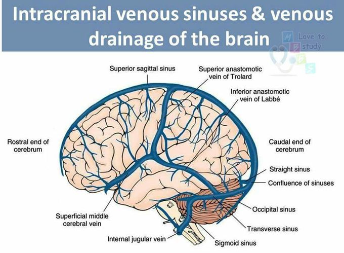 Venous drainage of brain