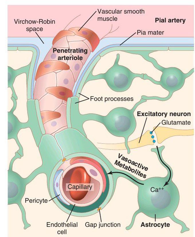 Architecture of cerebral blood vessels