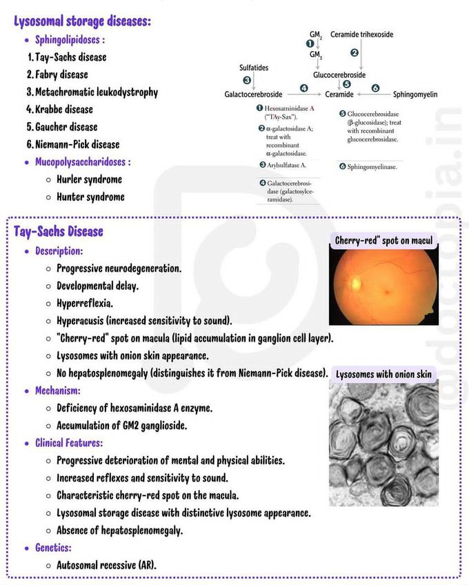 Lysosomal Storage Diseases I