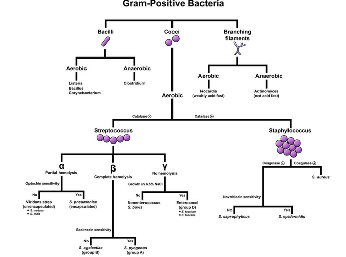 gram negative bacteria classification