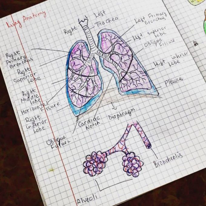 Lung anatomy