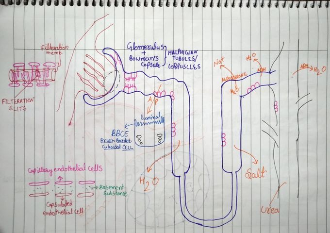 Nephron