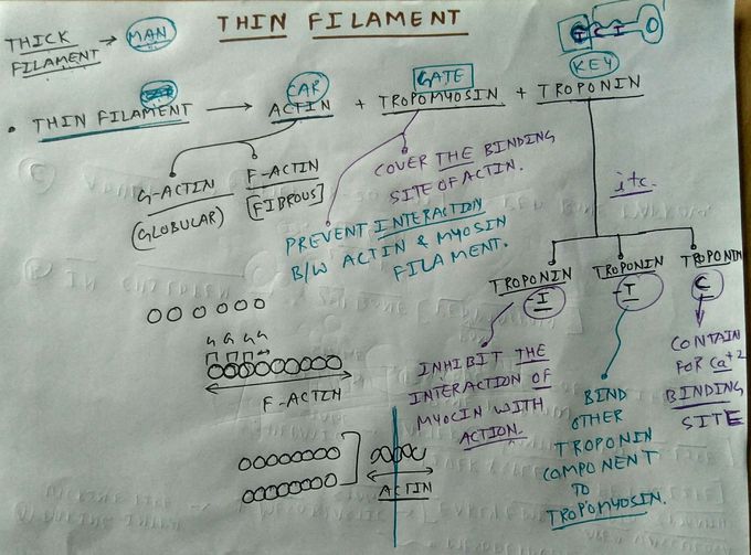 Thin filament of muscle