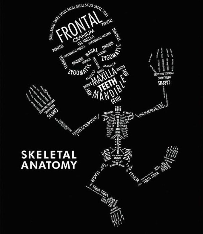 Skeletal anatomy