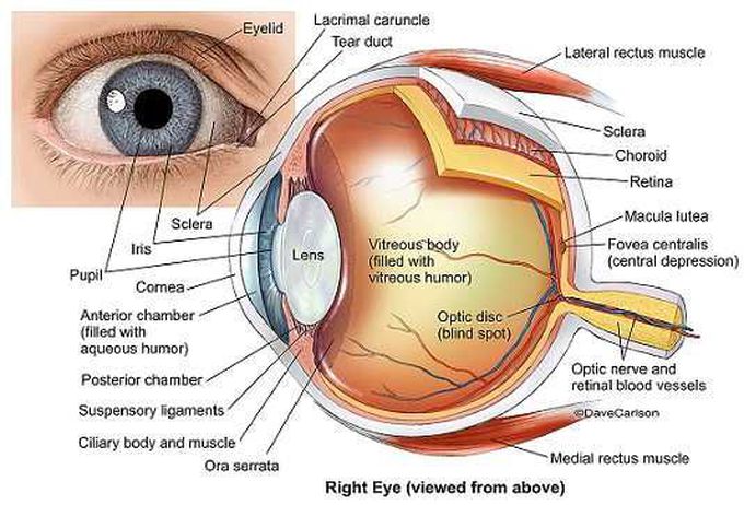 Eye Anatomy