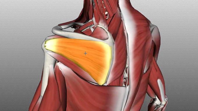 Rotator Cuff Muscles
