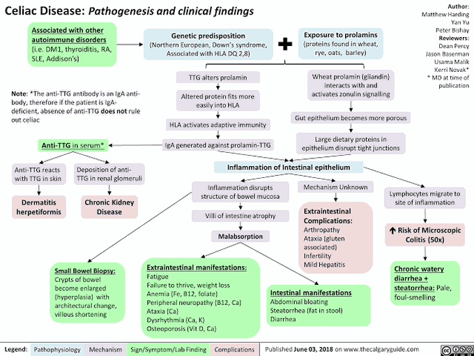 Pathogenesis of Celiac Disease - MEDizzy