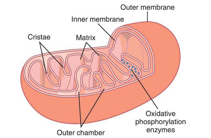 Mitochondria