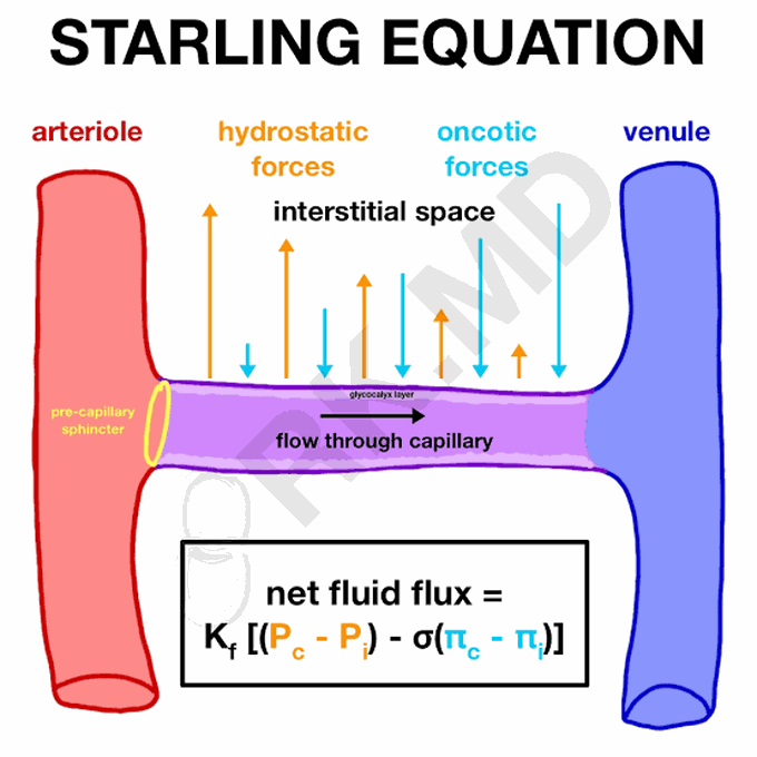 Starling Equation
