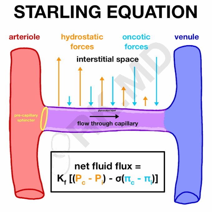 Starling equation medizzy