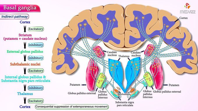 Basal ganglia Direct and indirect pathways - Neuroanatomy Animations