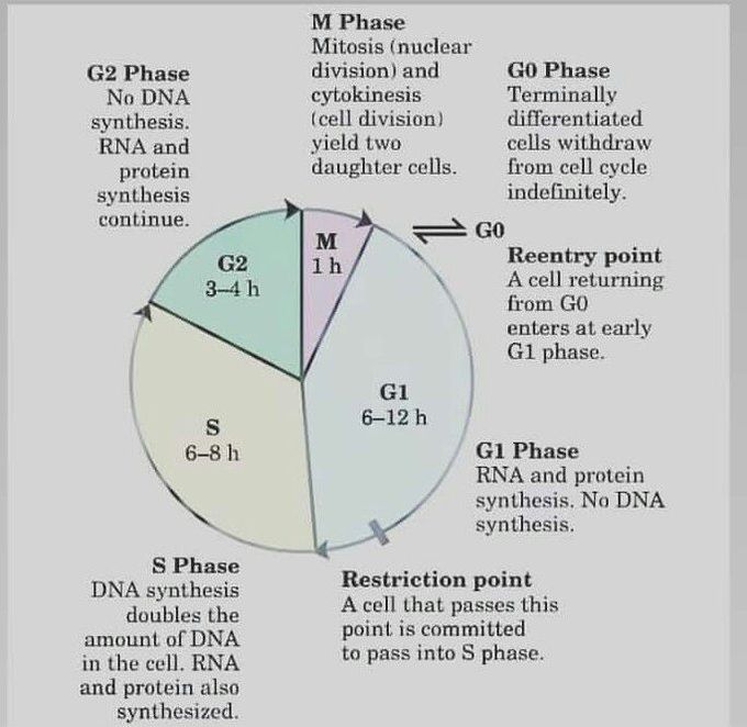 Cell cycle