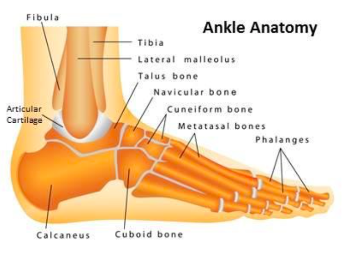 Anatomy of Ankle