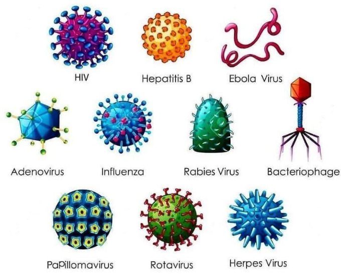 Different viruses