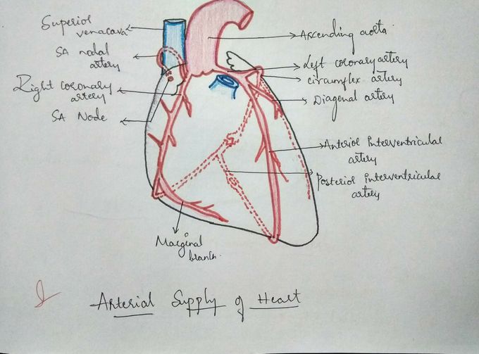 Coronary arteries- the life of the life giver
