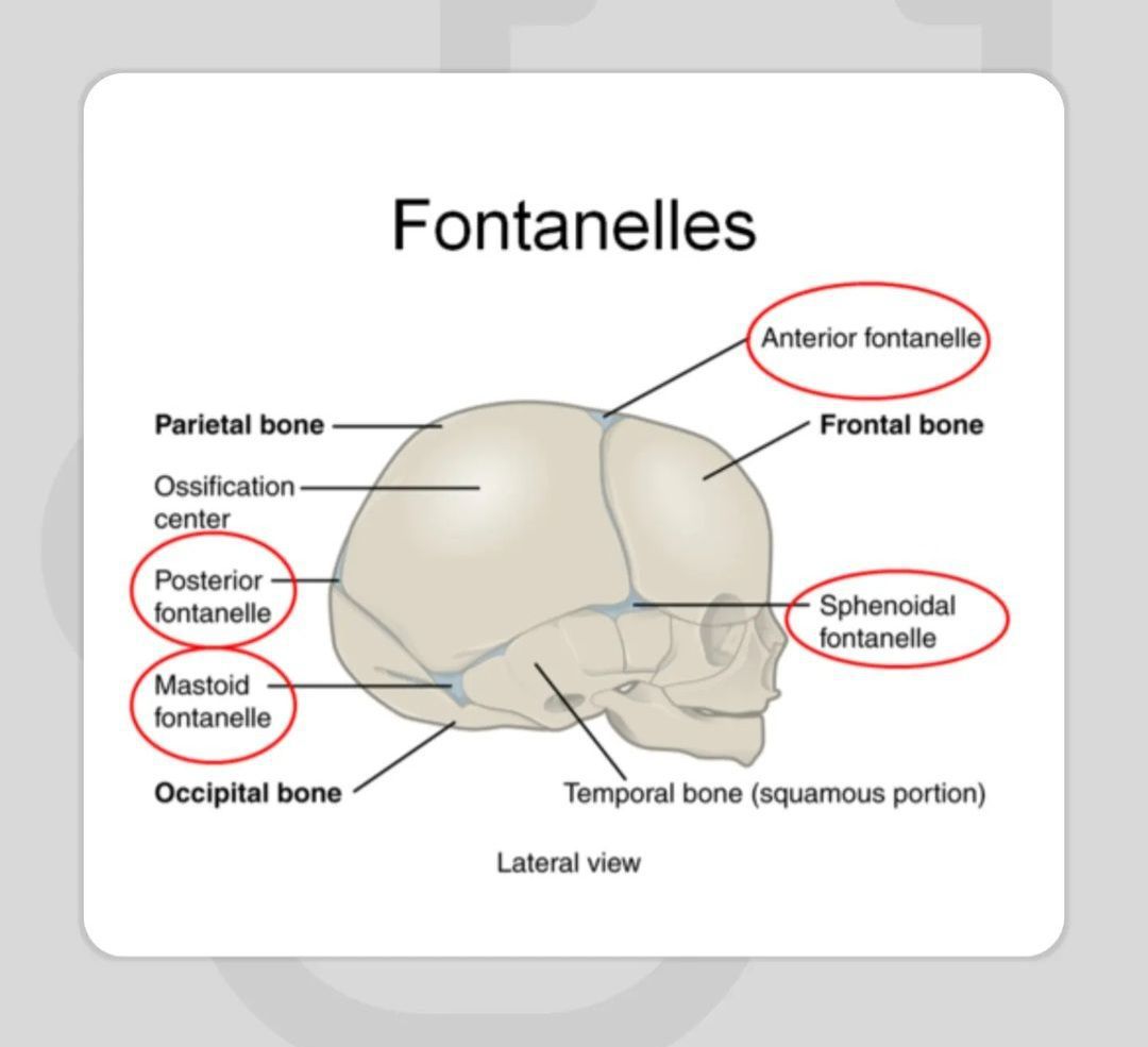 The Fontanelles Medizzy 8961