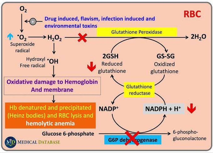 Mechanism of G6PD deficiency