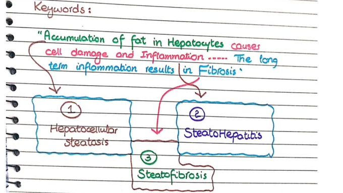 Alcoholic and Non-alcoholic Fatty Liver Disease | Morphology