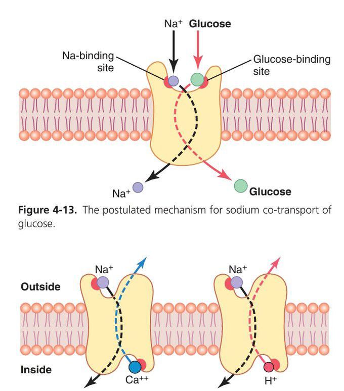 Transport of ions