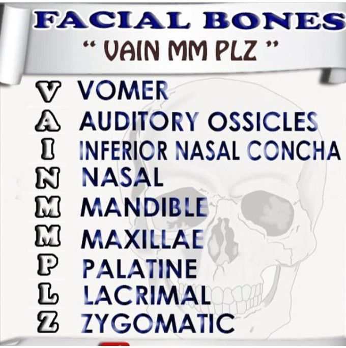 Facial bones