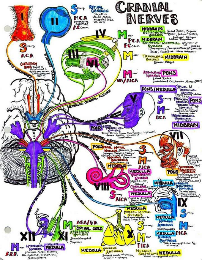 Cranial Nerves Medizzy 7199