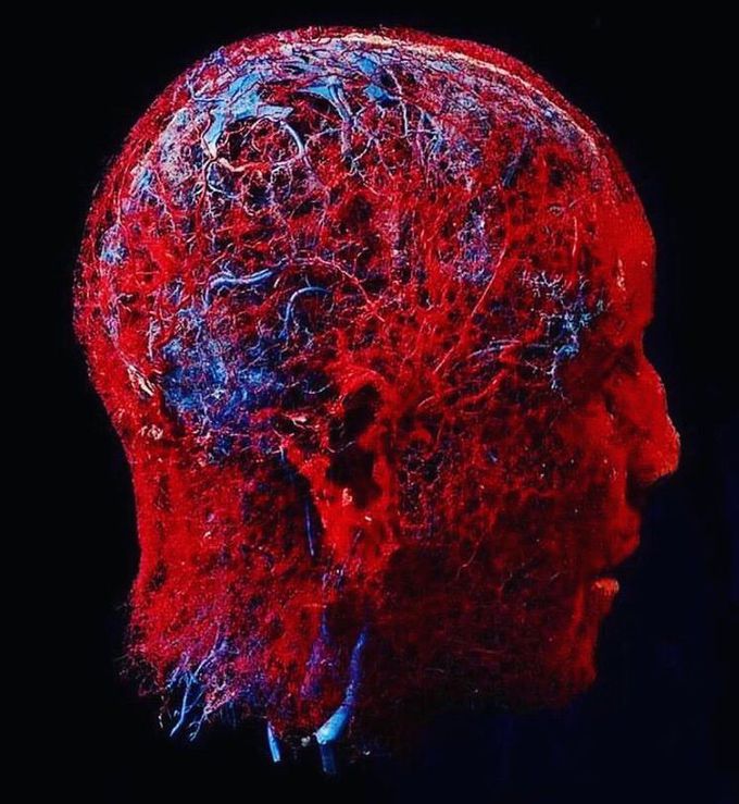 Blood vessel of your brain, head