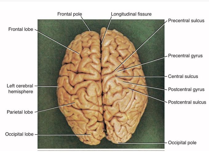 Brain Anatomy - MEDizzy