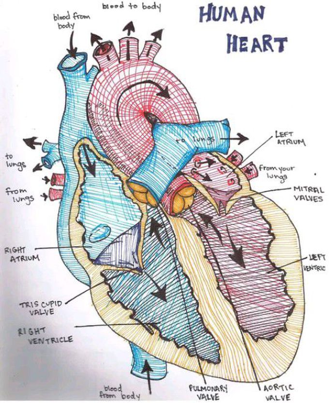 HUMAN HEART