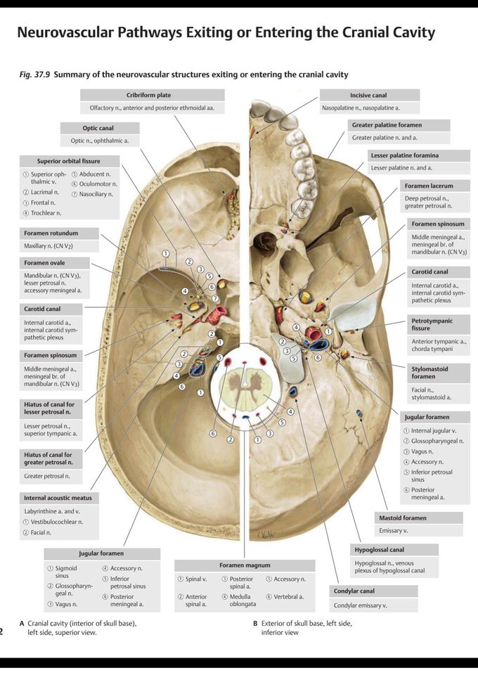 Foramina of the cranium and the structures passing through them.