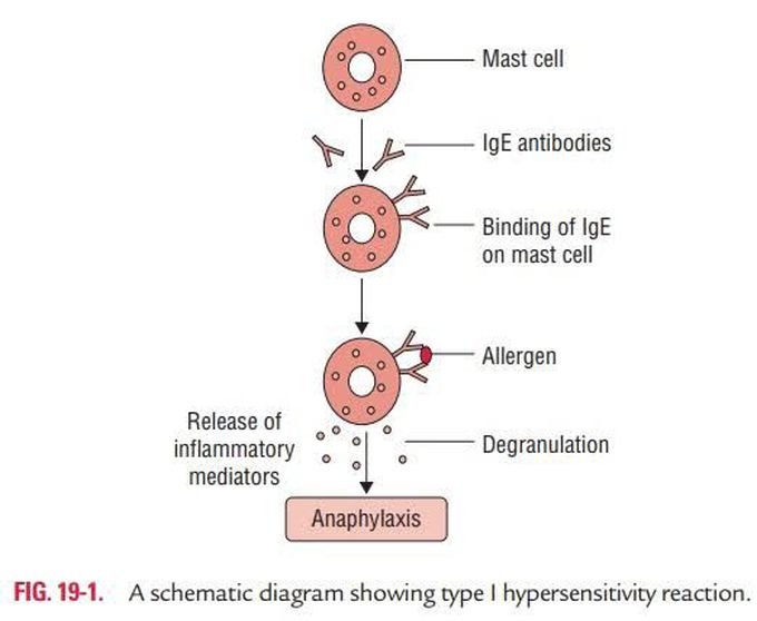 Anaphylactic hypersensitivity