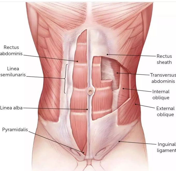 Abdominal Muscles