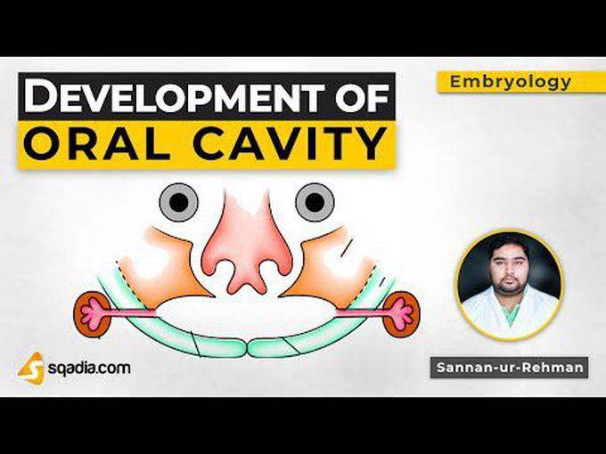 Embryology of oral cavity