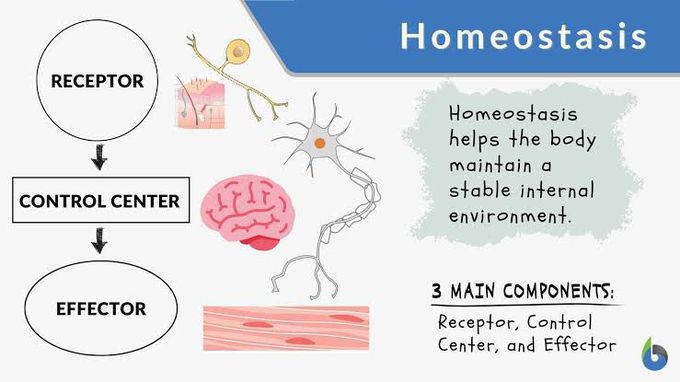Homeostasis - MEDizzy