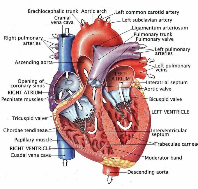 #Heart #Anatomy