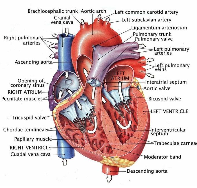 #Heart #Anatomy - MEDizzy