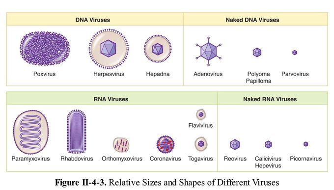 Virus