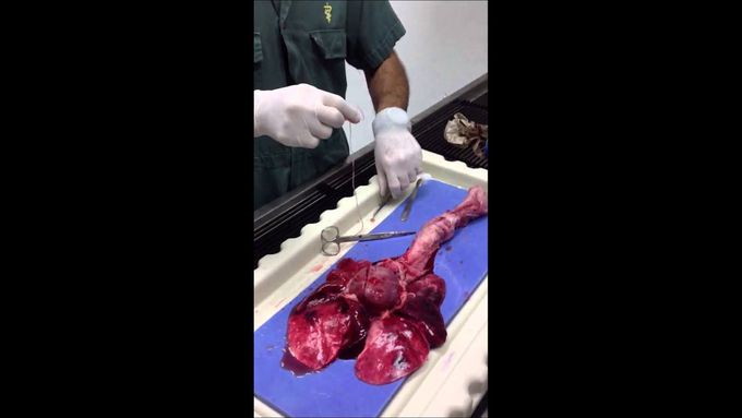 Heartworm inside heart/lungs- Dirofilaria immitis