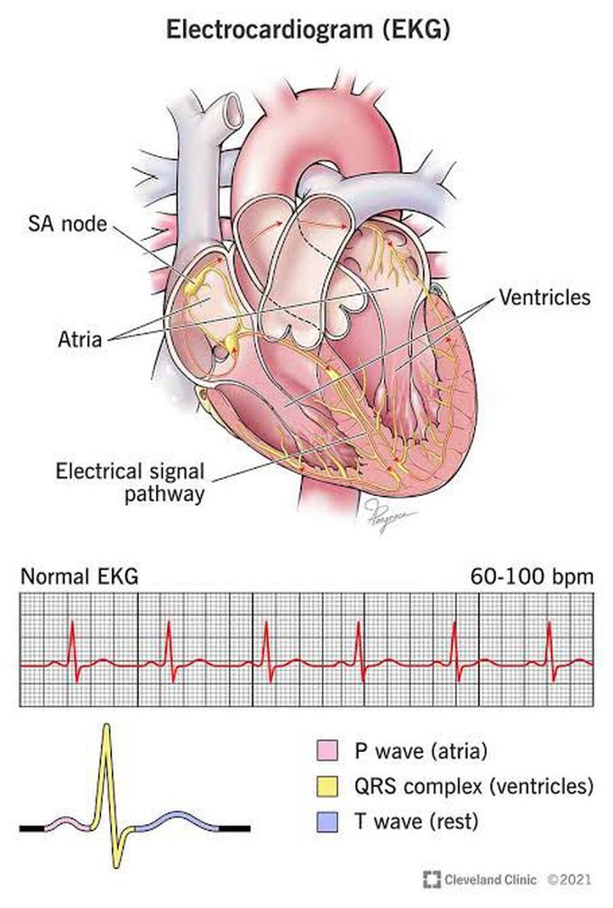 Components of Electrocardiogram