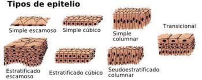 Tipos de epitelio