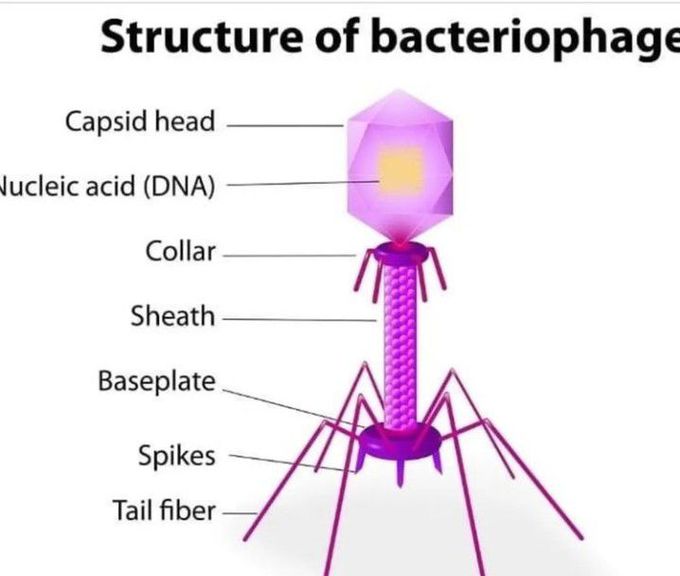 Bacteriophage