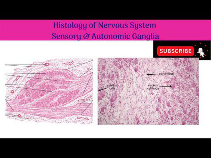 Histological features of Ganglia