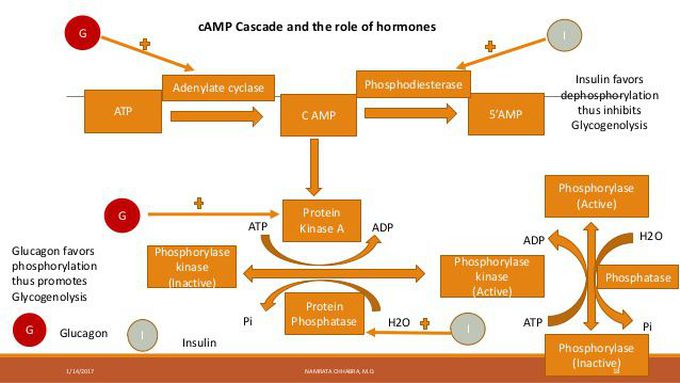 Glucagon and glycogenolysis