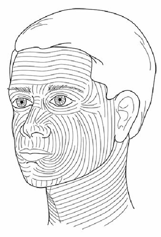 Langer's lines (face)