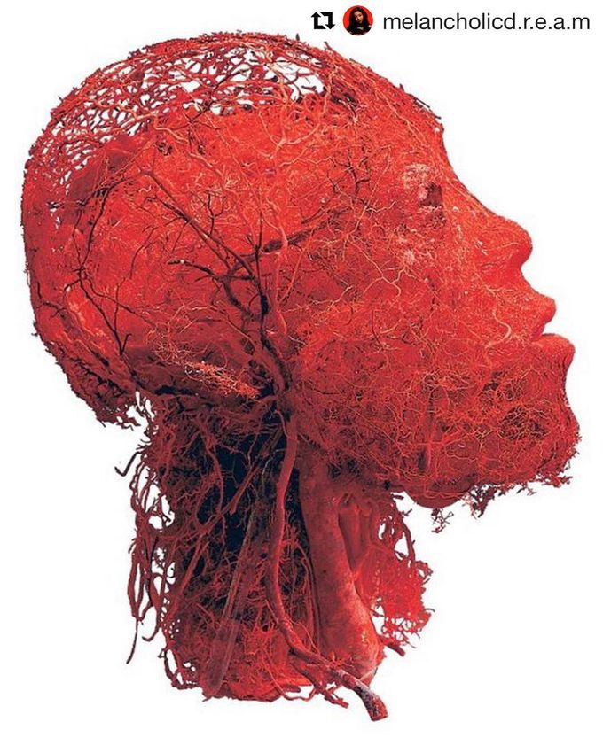 Blood vessels in human head