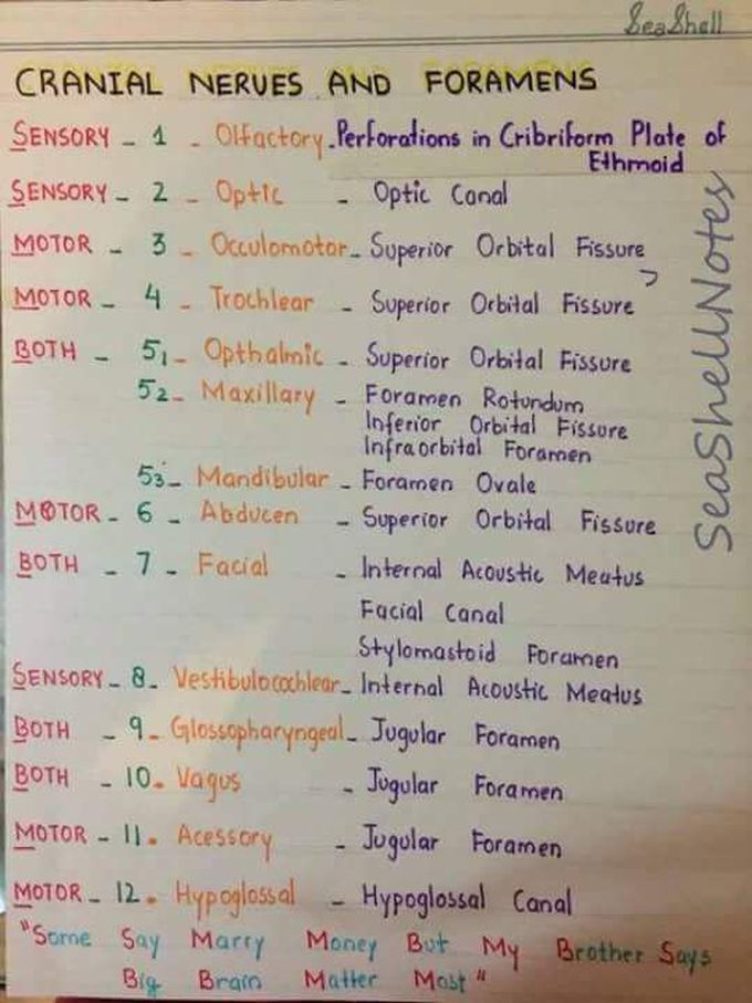 CRANIAL NERVES & FORAMENS