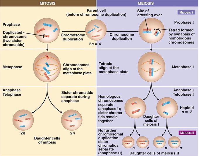 Schematic differences between mitosis and meiosis. - MEDizzy