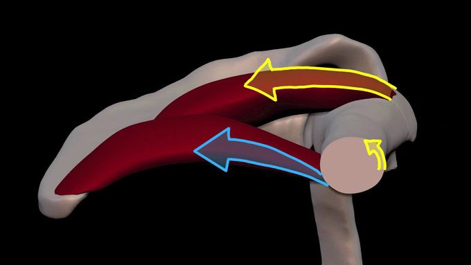 Arm Muscles: 05 Teres Minor