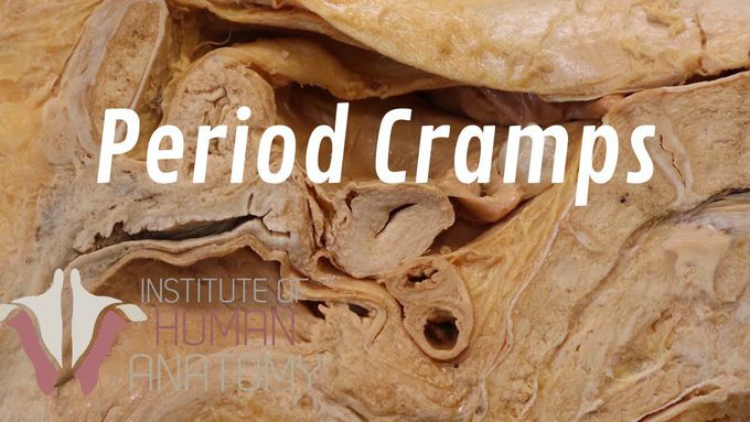 What causes Period Cramps anatomically?