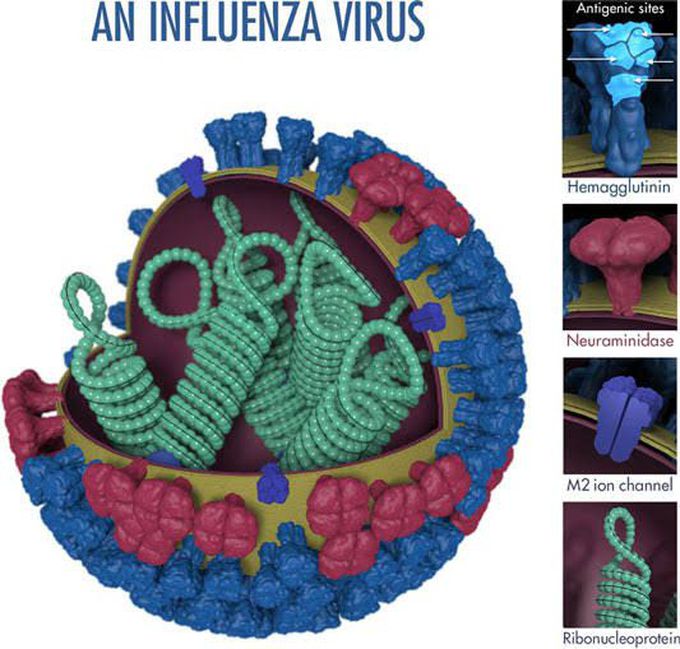 Influenza