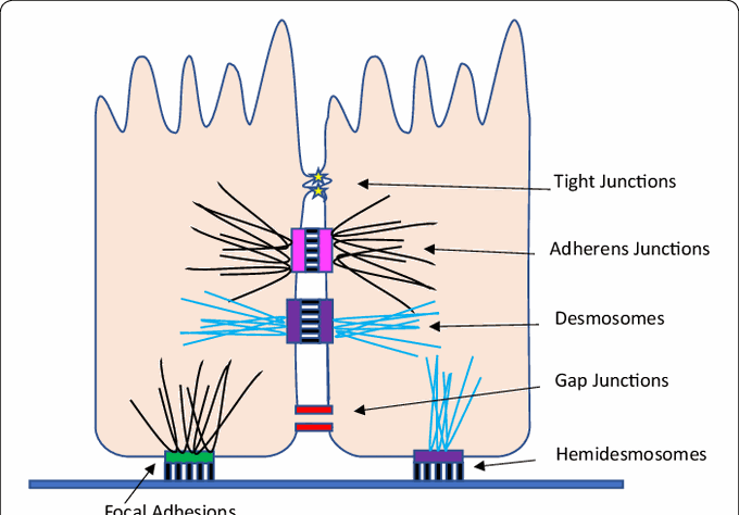 Cell junction